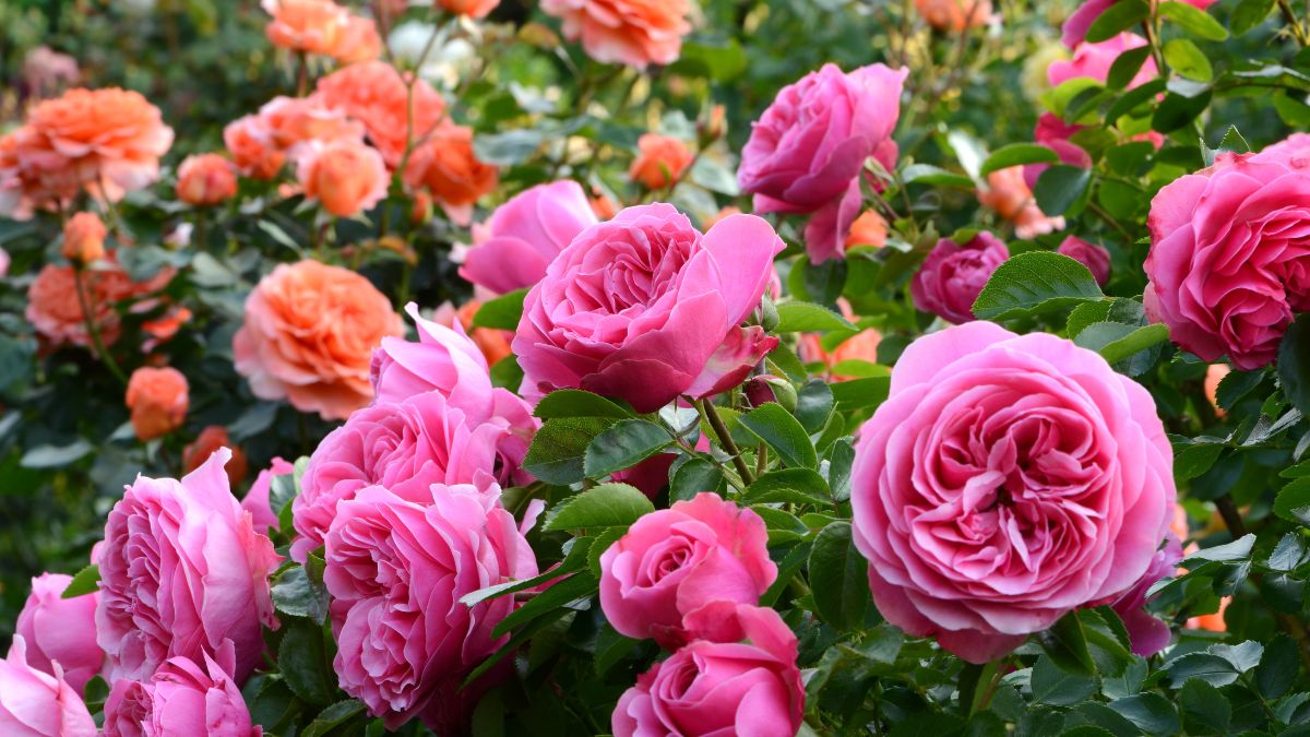 How to plant roses in the garden