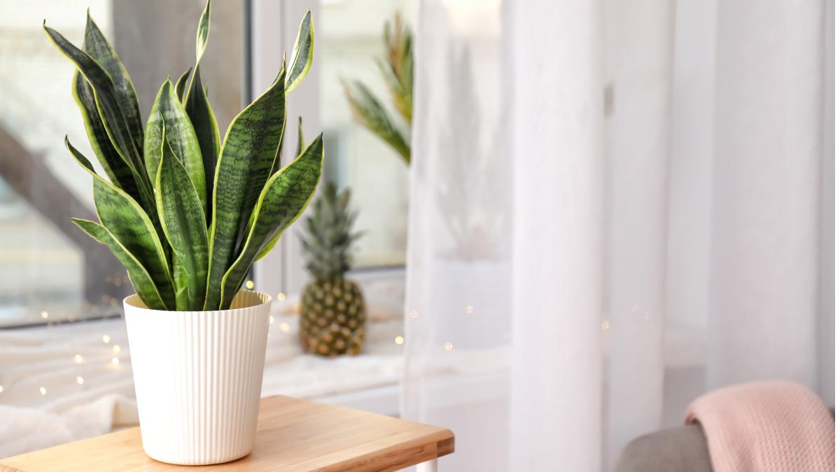 Getting new seedlings from a march Sansevieria