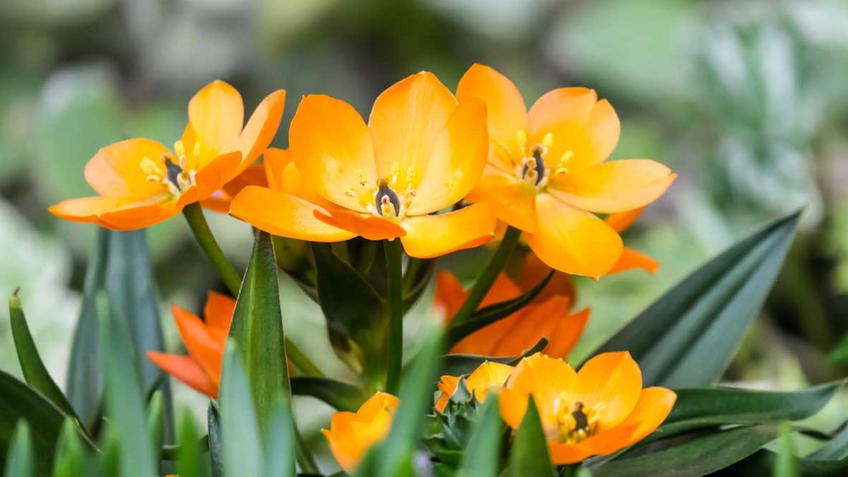 Yellow flowers for flower beds