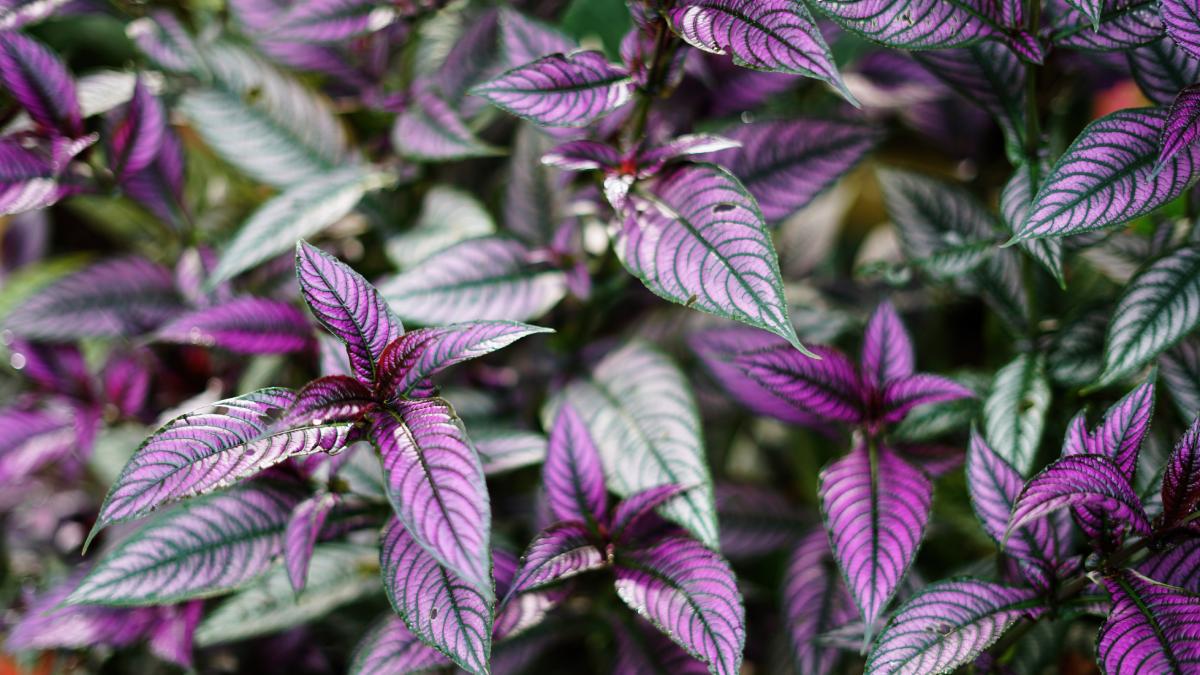 The positive power of purple plants