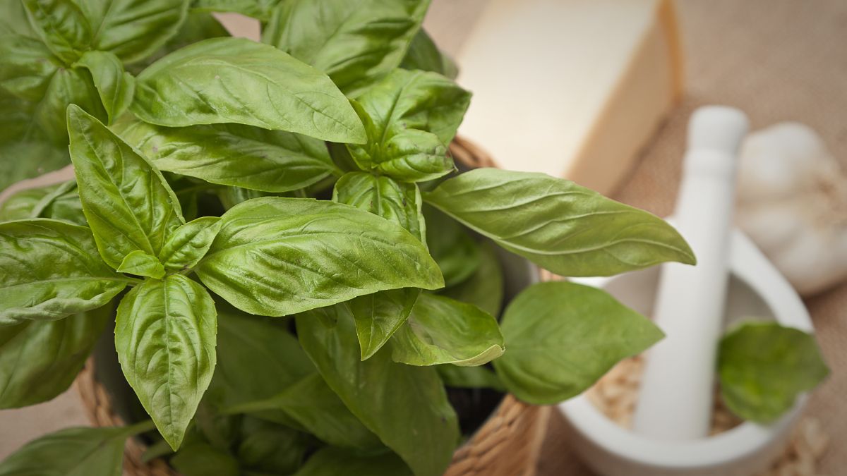 7 ways to use basil