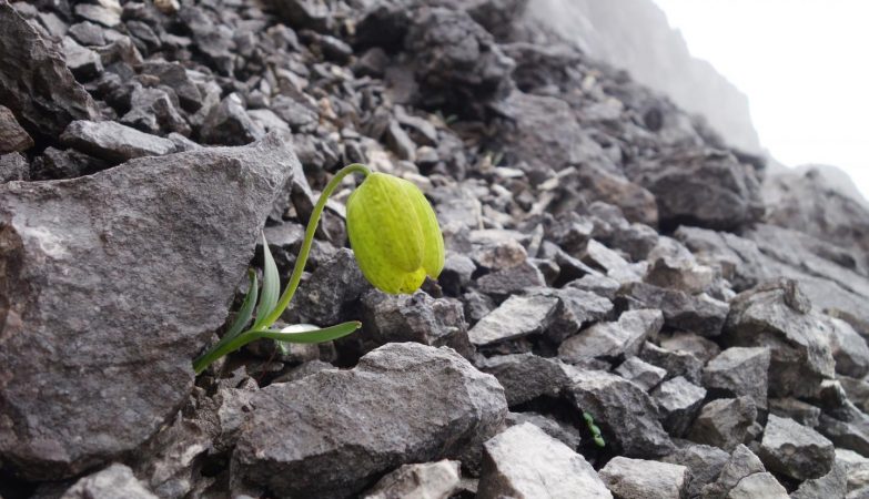 What came first: the plant or the seed? In this case, there is no doubt