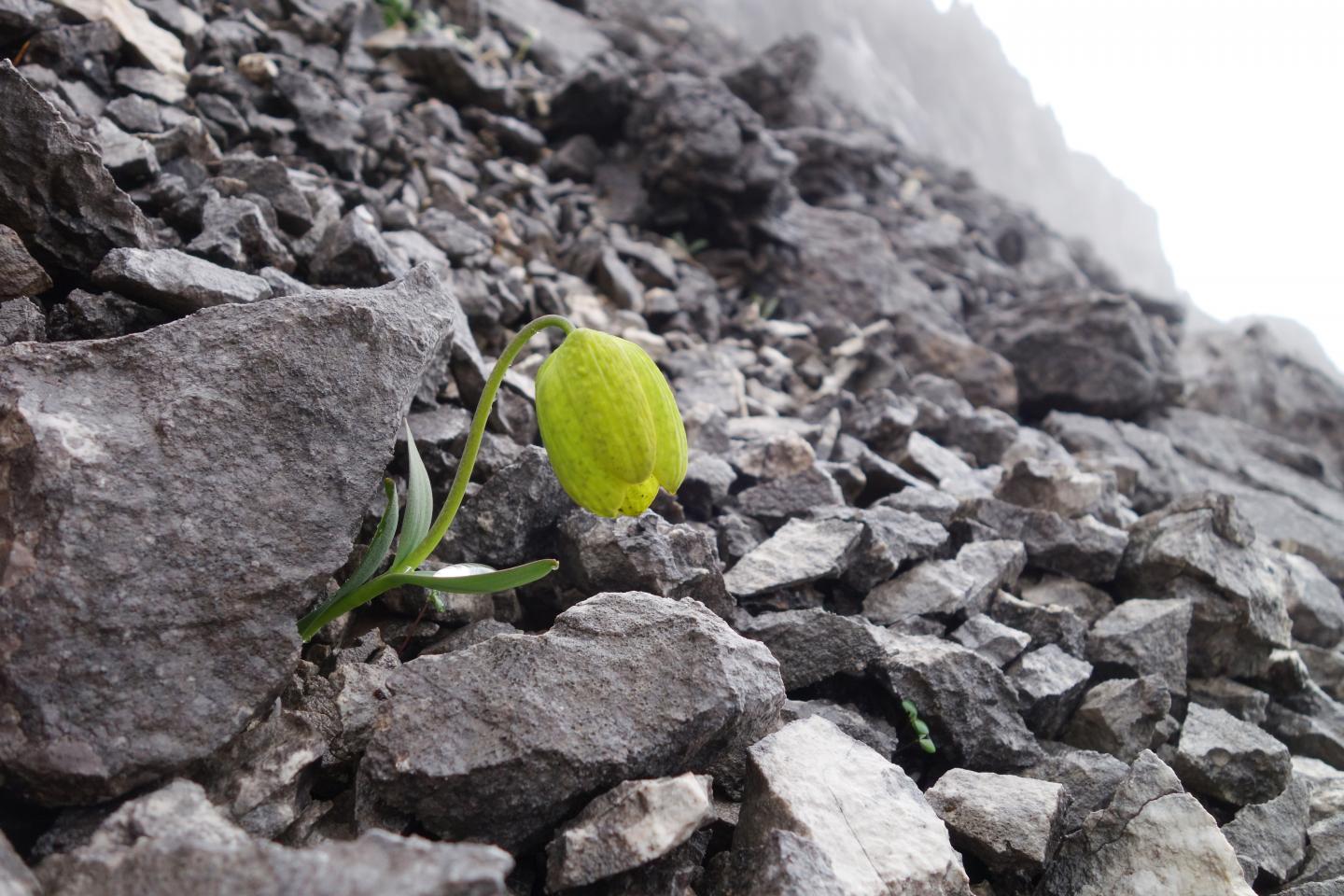 What came first: the plant or the seed? In this case, there is no doubt