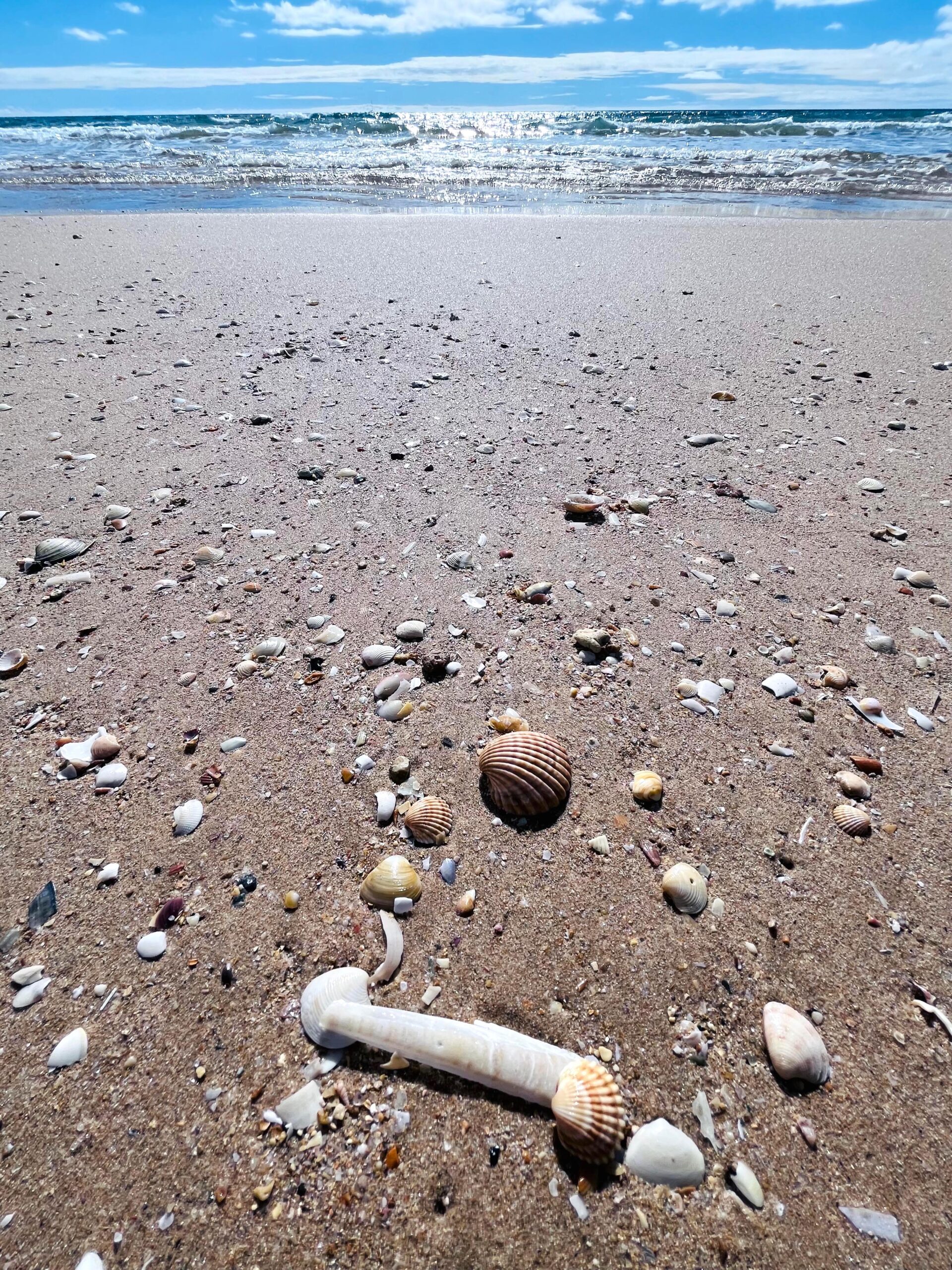 Lixarte: Because we should not catch shells on the beach | By Rafaela Cardoso