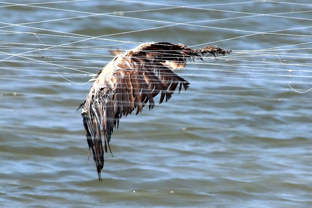 Justice condemns fish farming for the use of illegal networks that caused death to birds in Ria Formosa