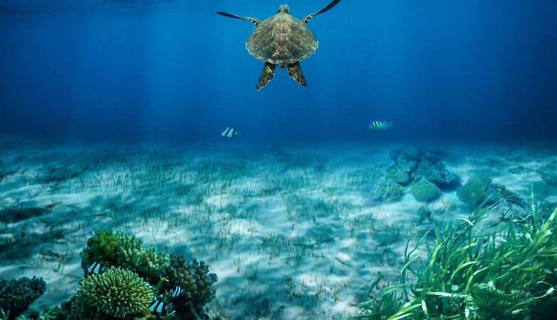 Marine turtles “run away from home” in adolescence. We already know why