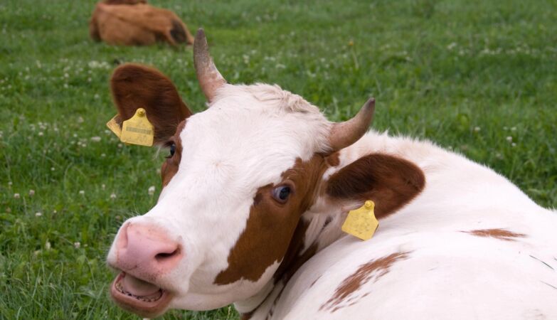 9 million euros for a vaccine to lock the cows? It is more useful than it seems