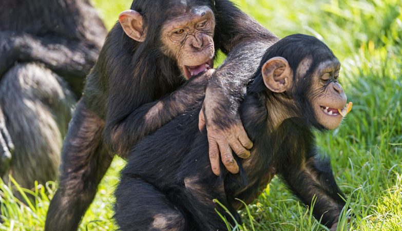 We may have caused the disappearance of a gesture of chimpanzees