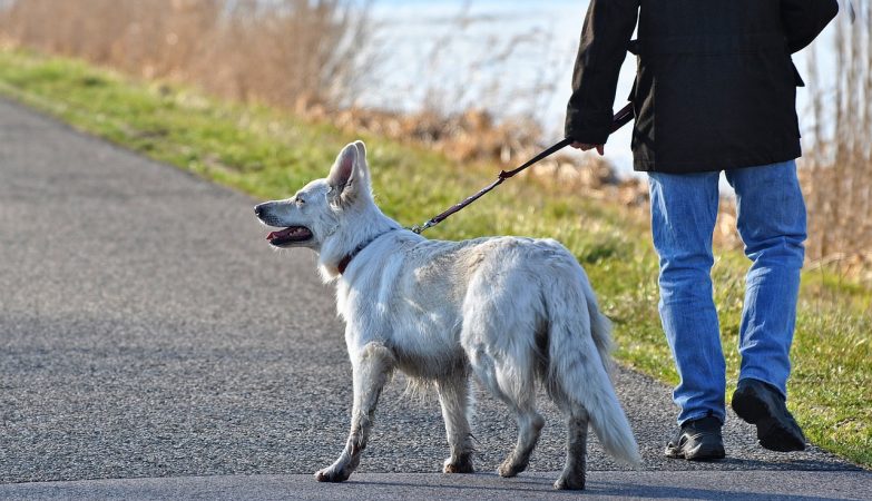 Model suggests that dogs have domesticated themselves. The reason? They love goodies