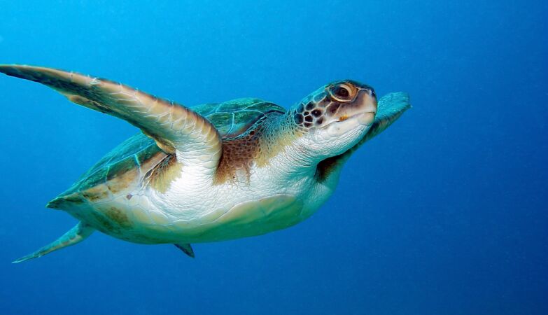 Marine turtles dance to memorize maps