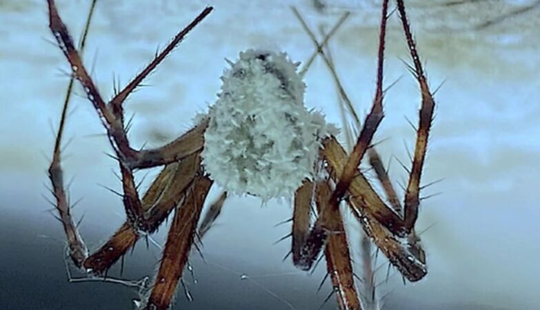 Zombie spiders, infected with fungi, discovered in Northern Ireland