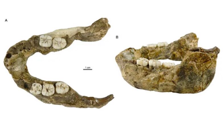 Mysterious jaw 1.4 million years old is a human relative never before seen