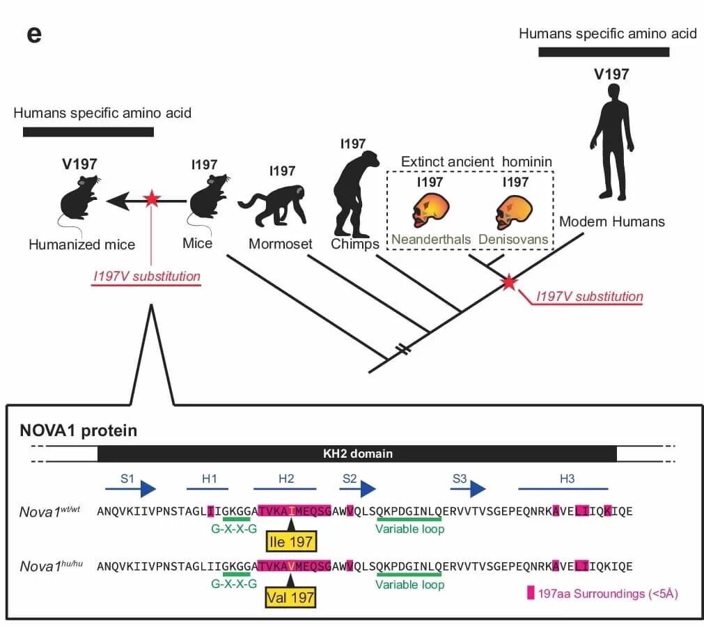 The genetic discovery that can explain the origin of human language: a protein that modifies vocalization