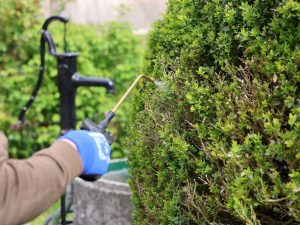 Get ready in advance. There is no better way to get rid of boxwood moth. One hundred times better than vinegar. After 72 hours, the worms fall dead