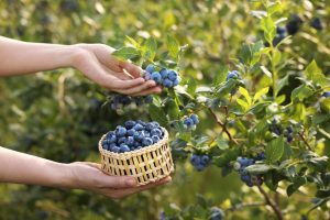 I sprinkle with blueberries with it, and they result in whole baskets in the summer. Homemade fertilizer that will nourish the soil after winter. How to fertilize American blueberries?