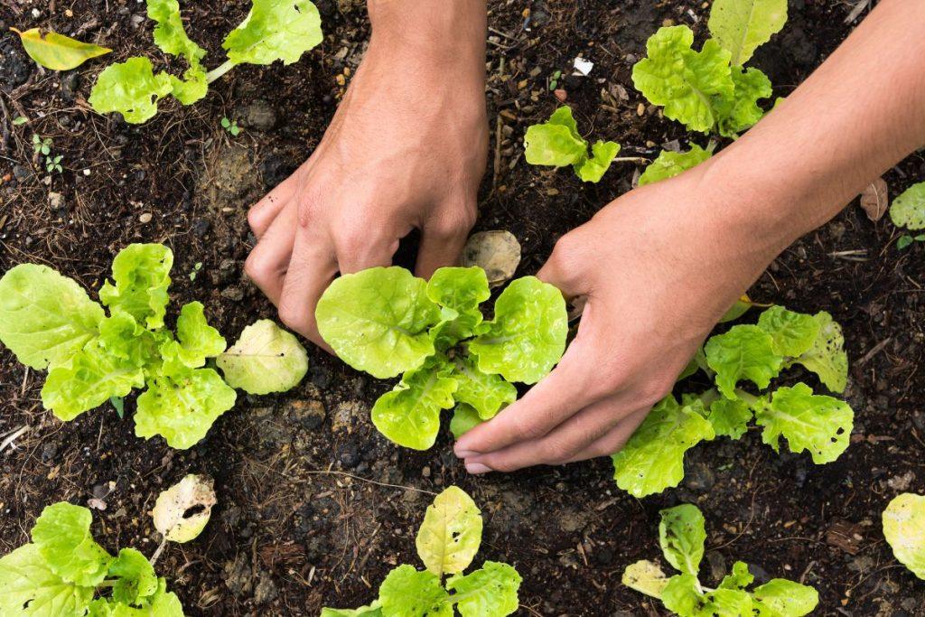 Plant the spinach in March