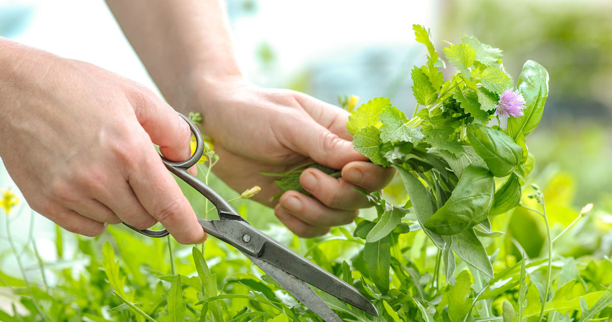 Herbs from the garden should be stored until winter. This spice is a great way /123RF /PICSEL