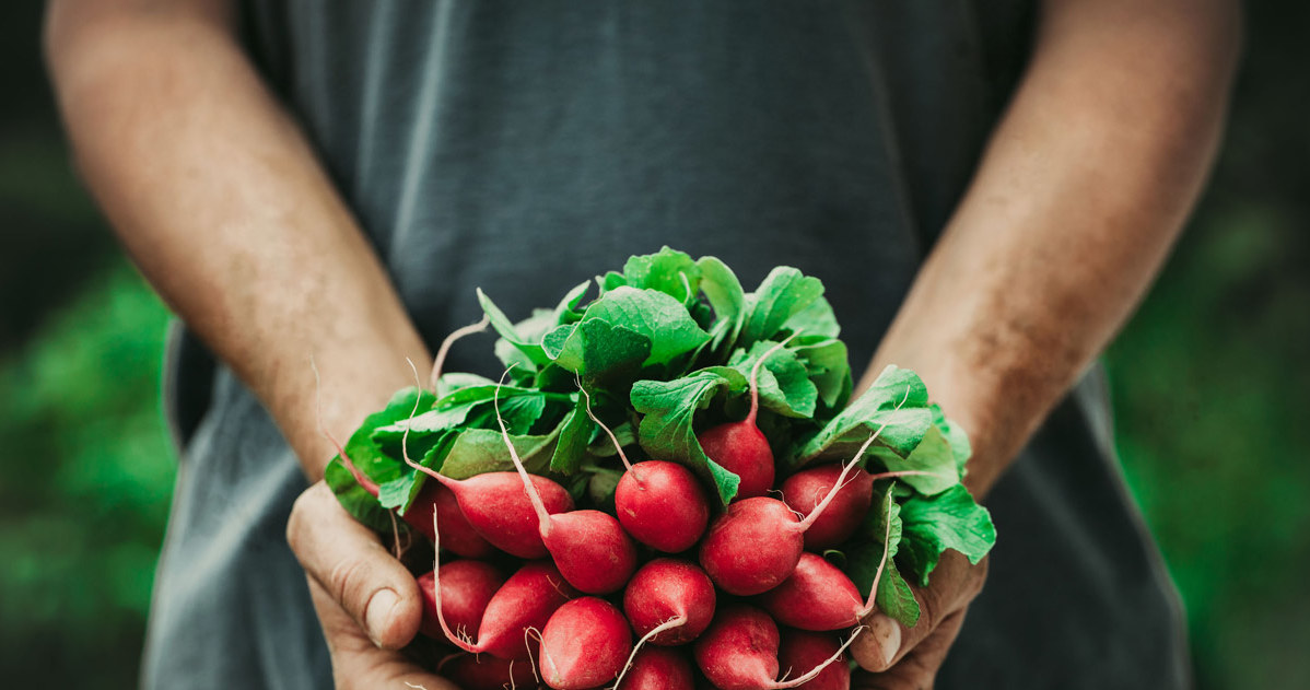 Radish should be watered regularly because moisture will scare out the earth fleas