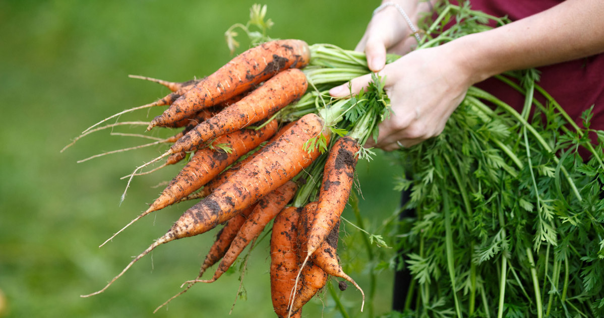 Carrots often deform as a result of our errors made during sowing