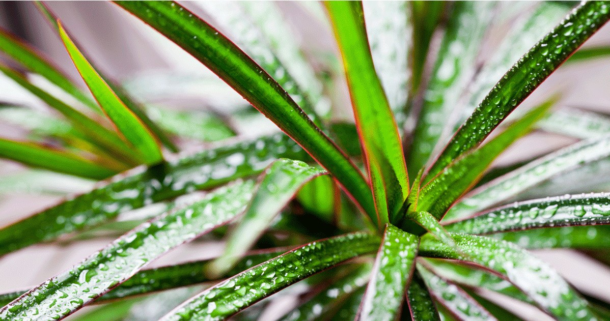 To ensure the condition of dracaena leaves, we must fertilize it regularly