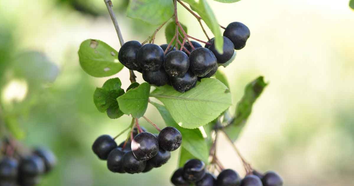 Aronia has a positive effect on sight /123RF /PICSEL