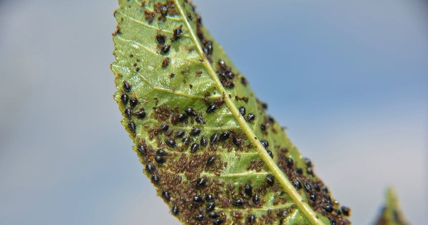 You can also drive aphids from the garden using home spraying /123rf /picsel