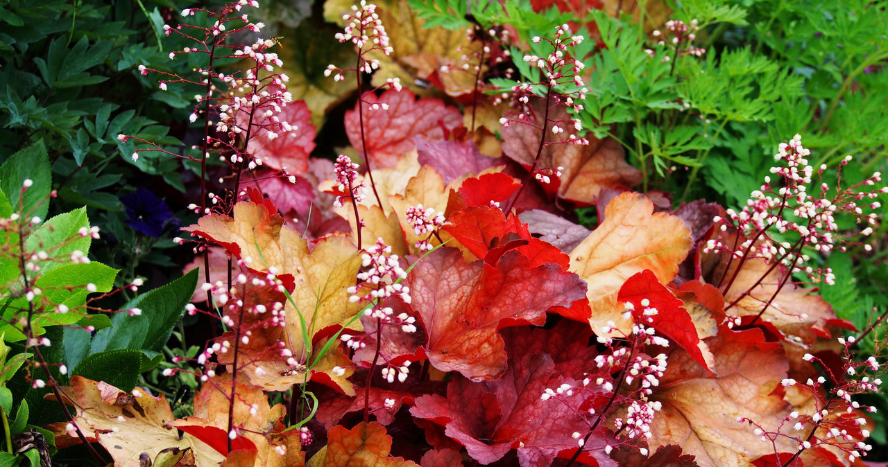 Crazy - the darker the variety, the less light needs the plant /123RF /picsel
