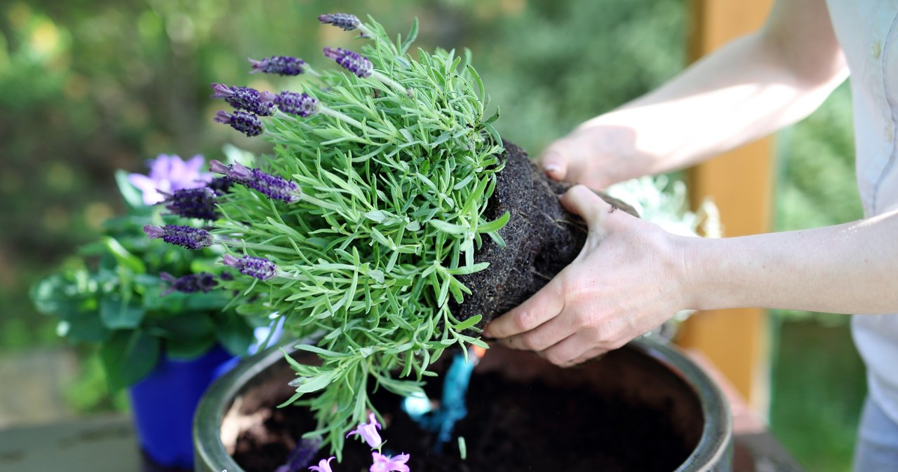 Lavender likes sunny places /123RF /PICSEL