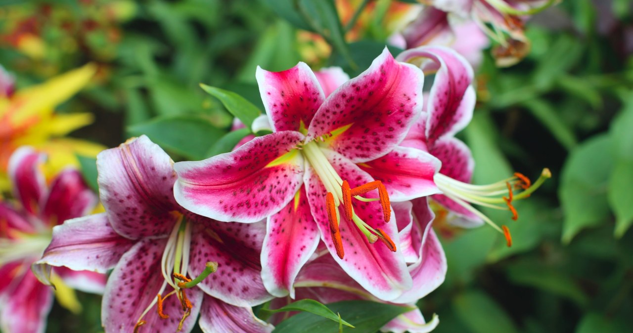 Lilies are worth fertilizing with a slurry from Nettle /123RF /PICSEL