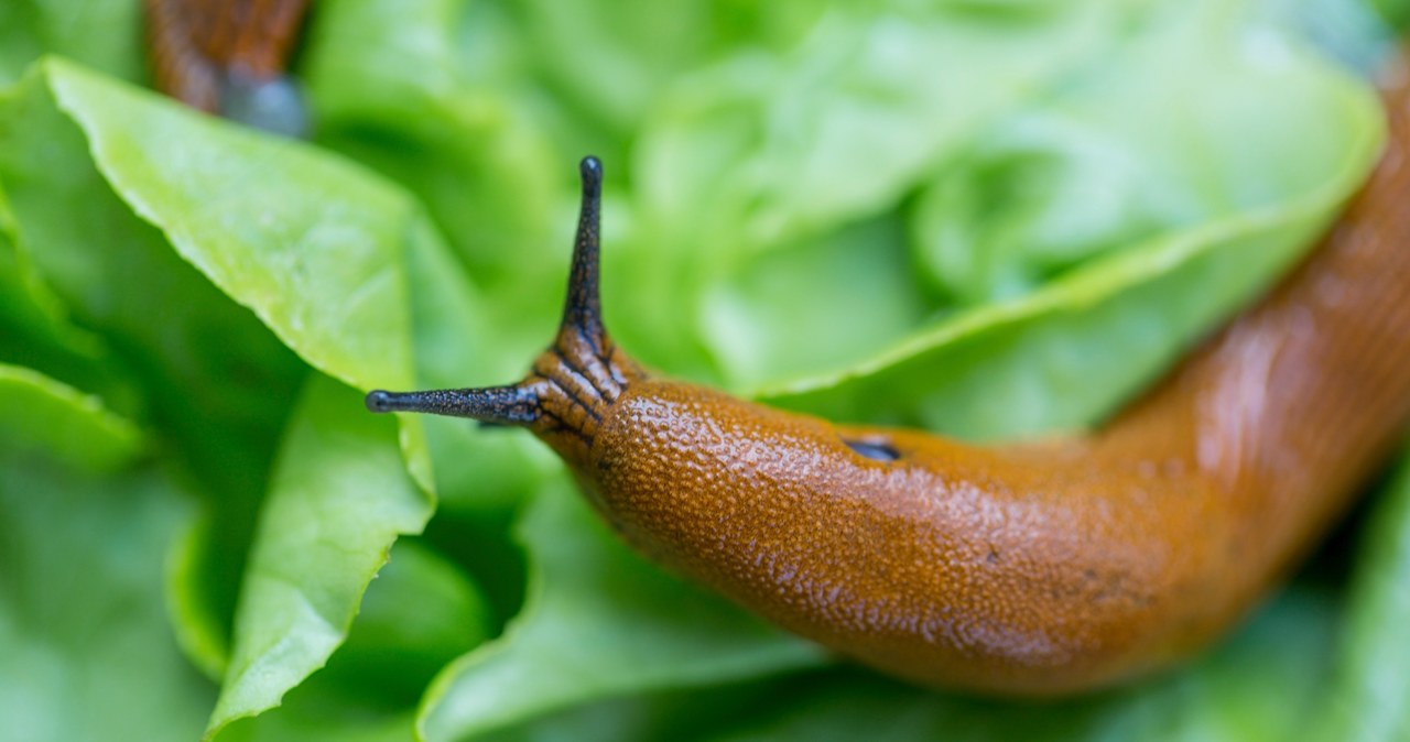 We can get rid of snails with home methods