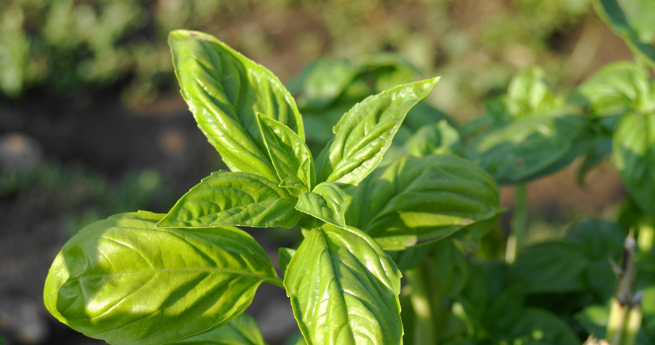 Near tomatoes, it is worth placing Basil /123RF /PICSEL