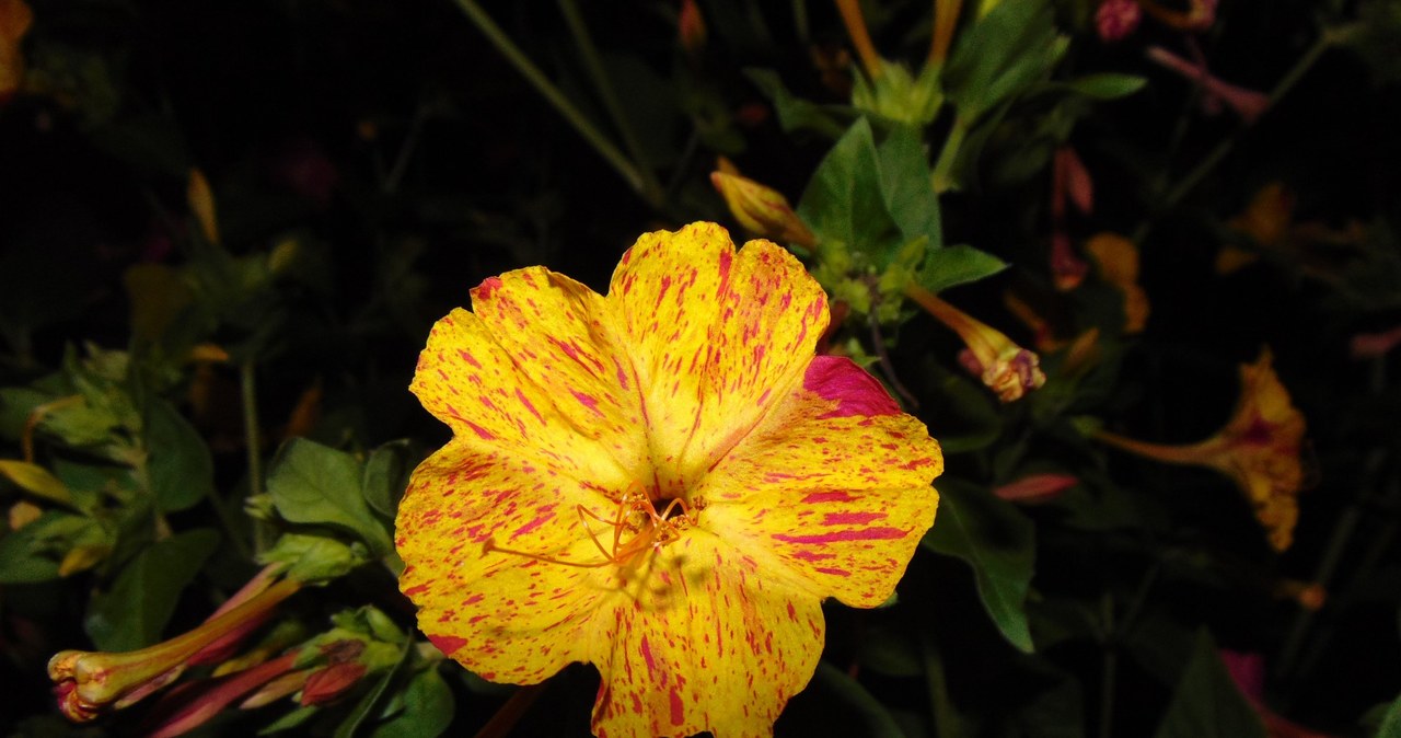 Jalapa's weirdo is a unique flower that blooms in the evenings