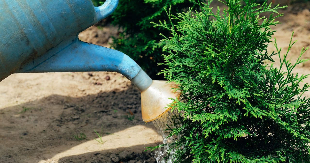 Tules require watering throughout the year /123RF /PICSEL