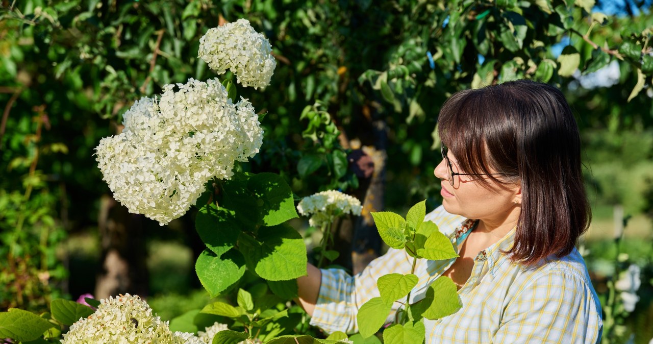 Hydrangea is one of the most beautiful flowering shrubs for the garden /123RF /PICSEL