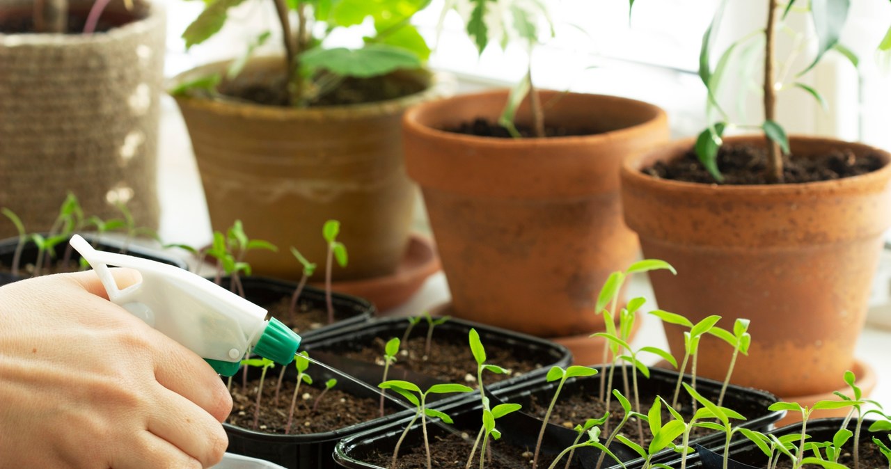 Sowing vegetables for seedling should be performed in the appropriate, dependent on the species, date /123RF /PICSEL