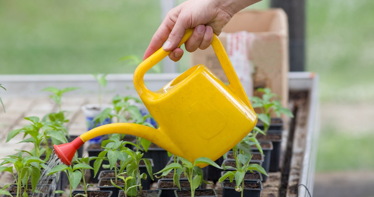 When hardening, seedlings must be watered regularly /123RF /PICSEL