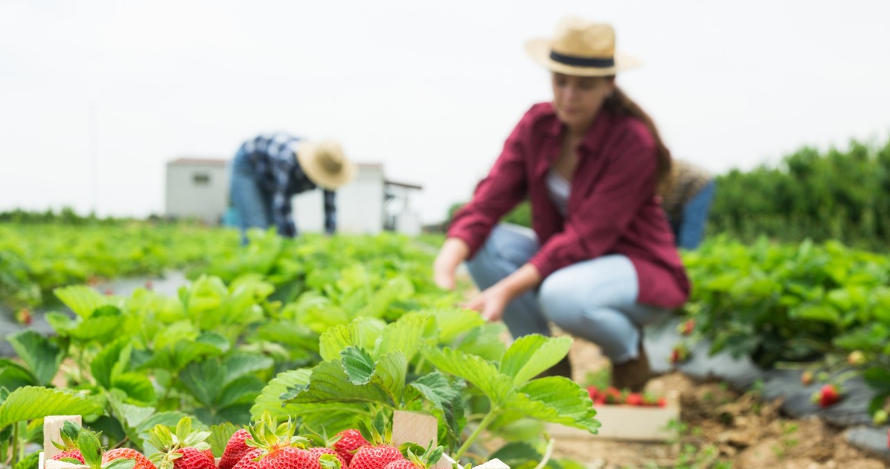 When planting strawberries, avoid the neighborhood of some plants /123RF /PICSEL