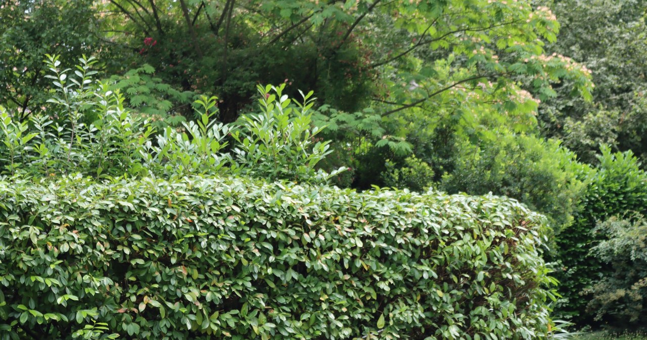 Regular pruning not only eliminates dead fragments, but also stimulates laurel growth. /123RF.COM /123RF /PICSEL