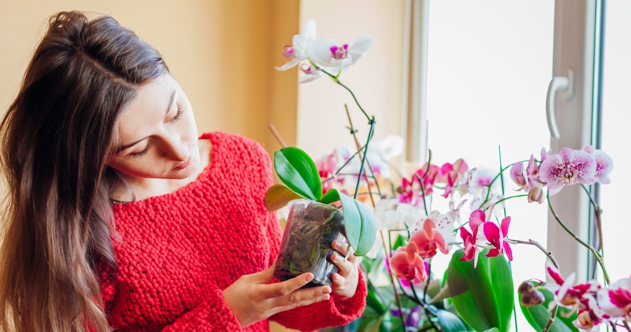 Regular control of the status of orchids will allow you to react quickly in the event of stains on the leaves. /123RF/PICSEL