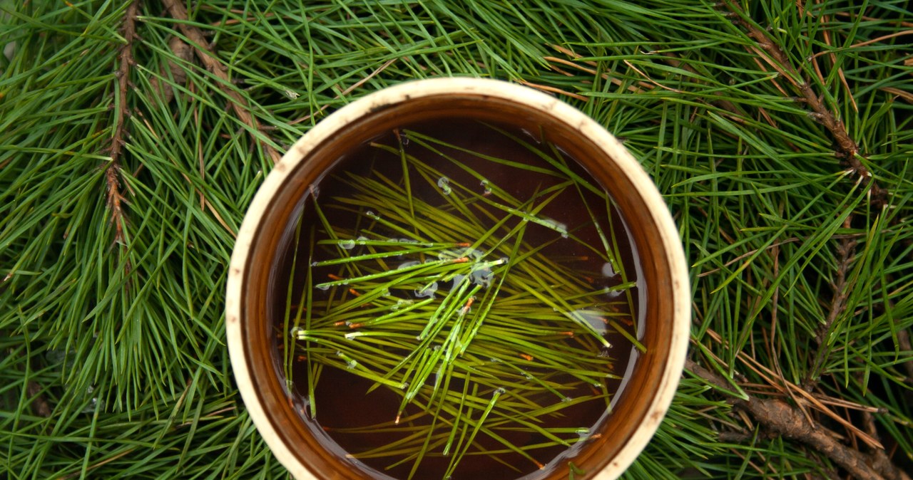 The infusion of pine needles has anti -inflammatory and strengthens immunity. /123RF/PICSEL