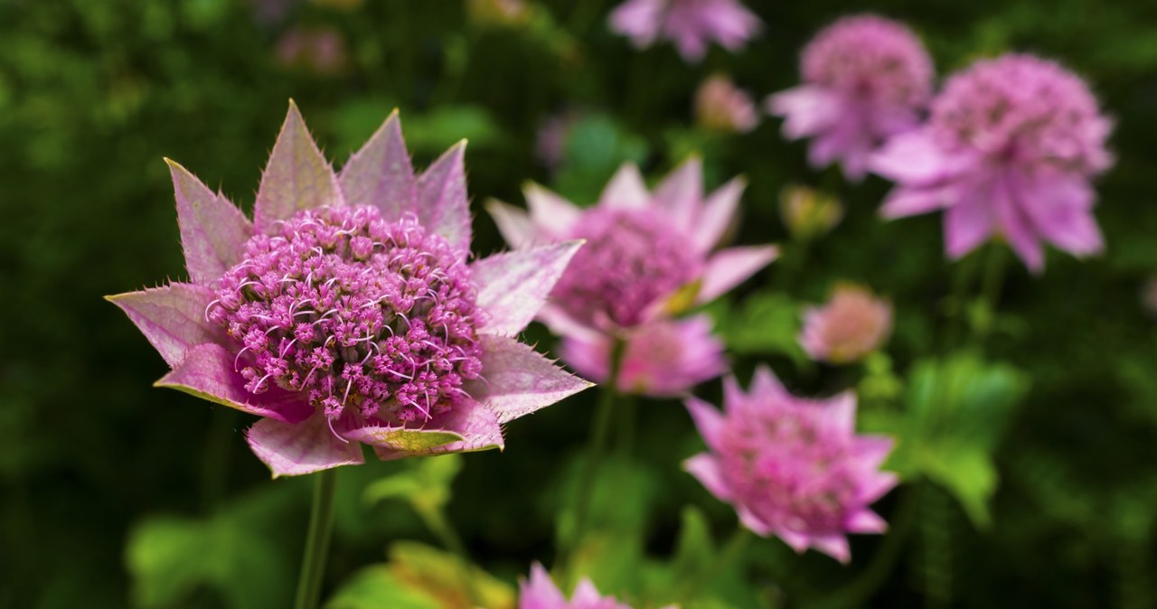 Jarzmianka is perfect for a discount, which is shaded as a background for other flowers /123RF /PICSEL