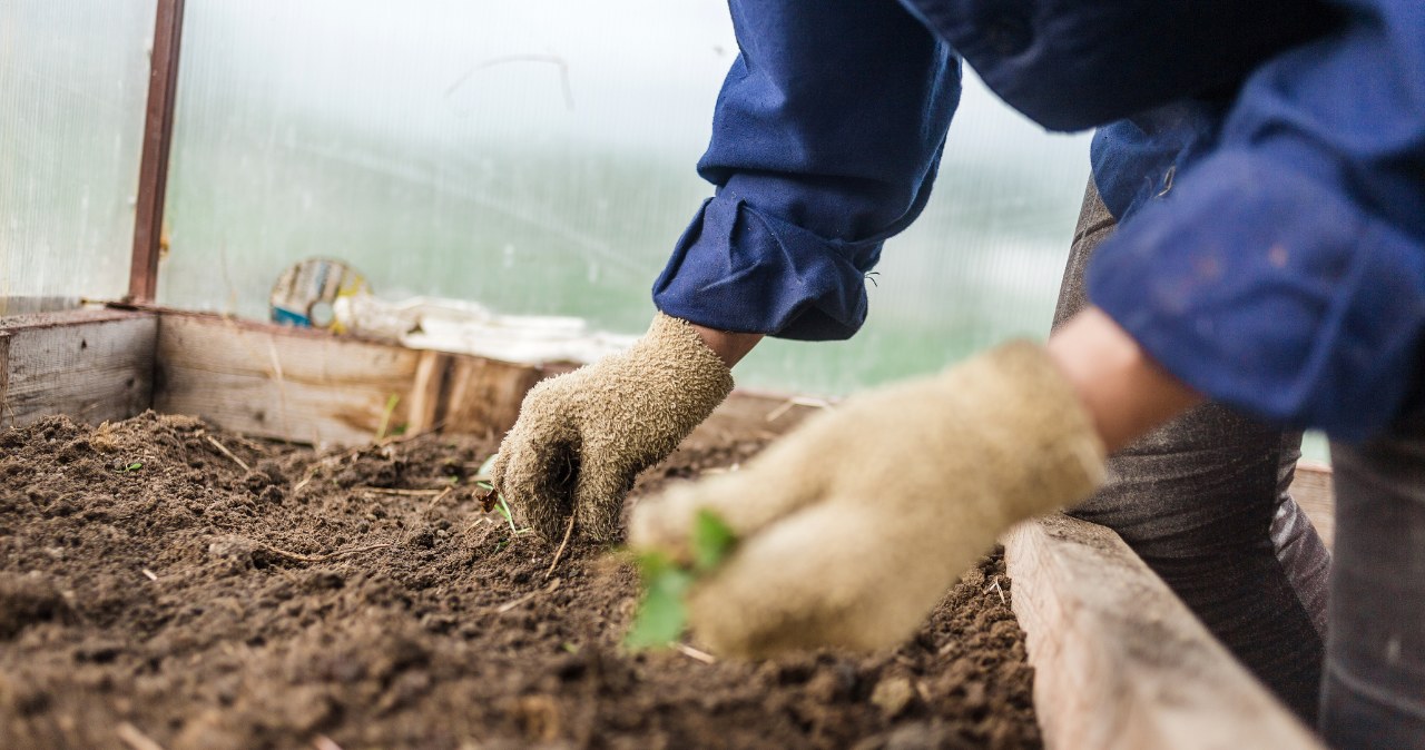 Parsley can be sown in March /123RF /PICSEL