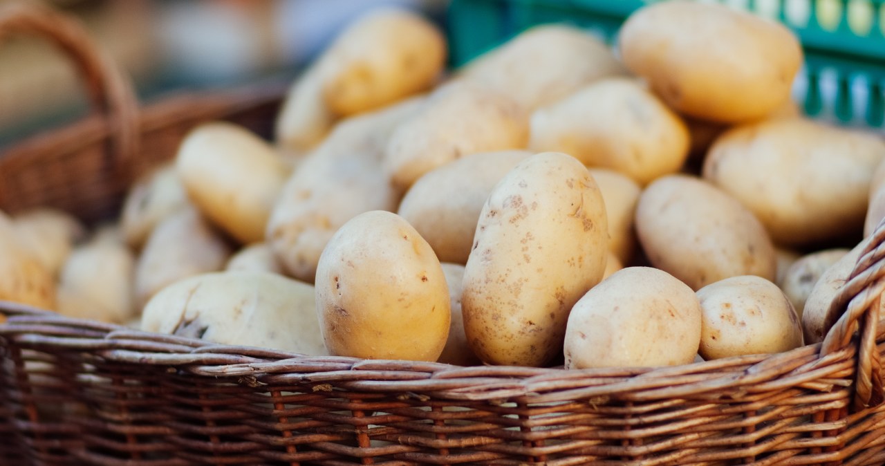 Thanks to the potatoes, we will be able to enjoy the crops faster