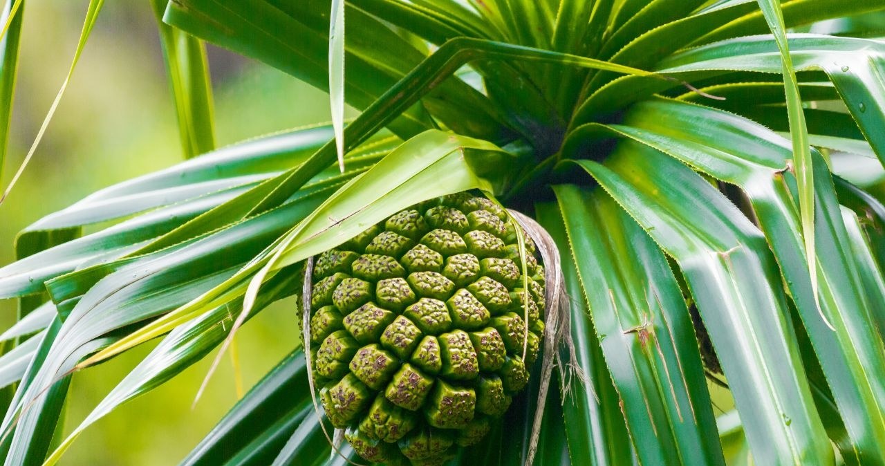 Pandan fruits look like pineapple /gfed /canva pro