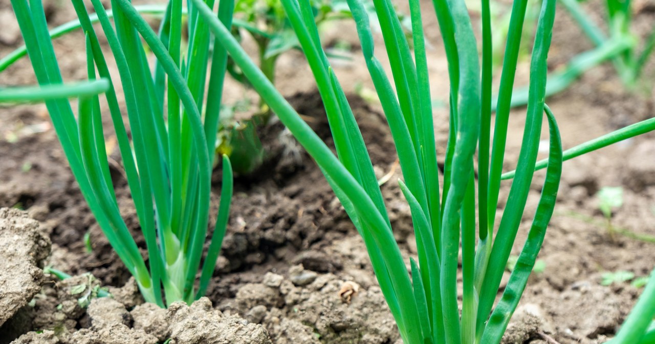 In order to avoid cultivation of onion onions on the chives, it should not be covered