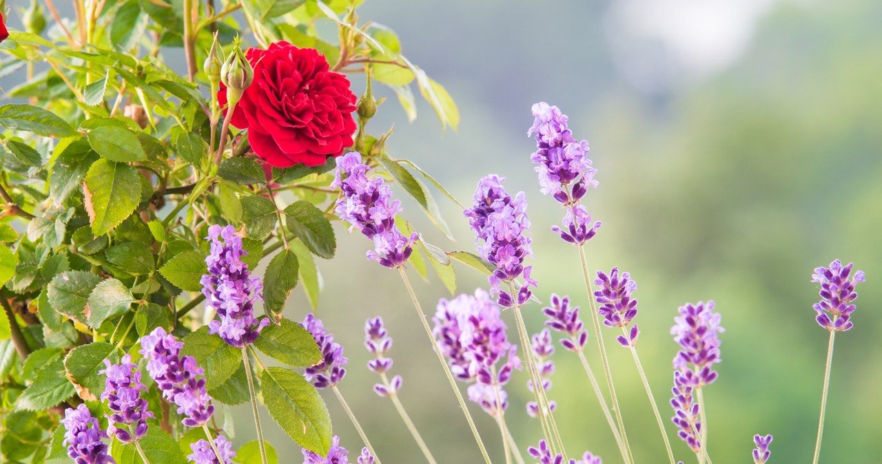 Roses are a good company for lavender. /Pixel