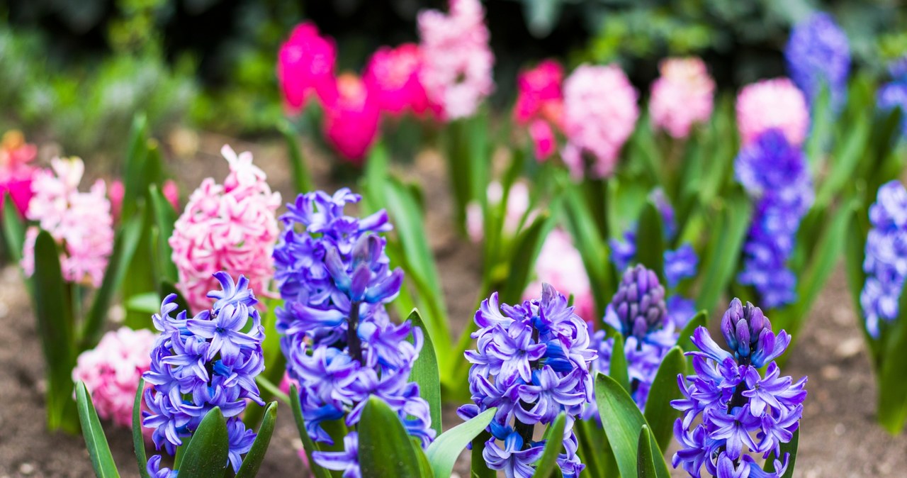 Early spring is the right time to ensure that hyacinths are fertilized. /Pixel