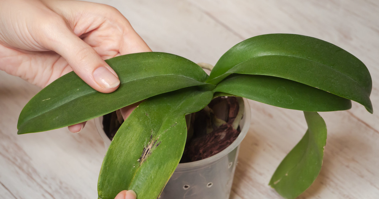 Do you see such stains on orchid leaves? Act quickly, before it dies completely