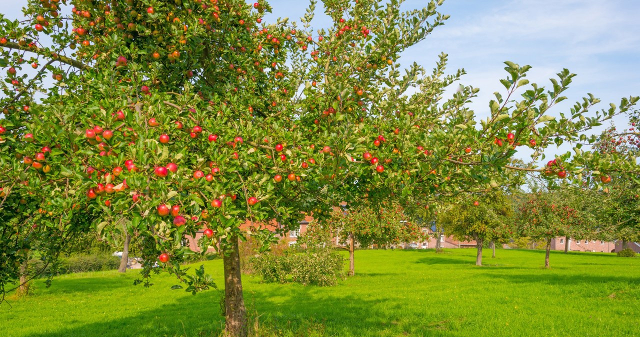 This is the best fertilizer under apple tree. You won't spend a zloty, and there will be plenty of fruit
