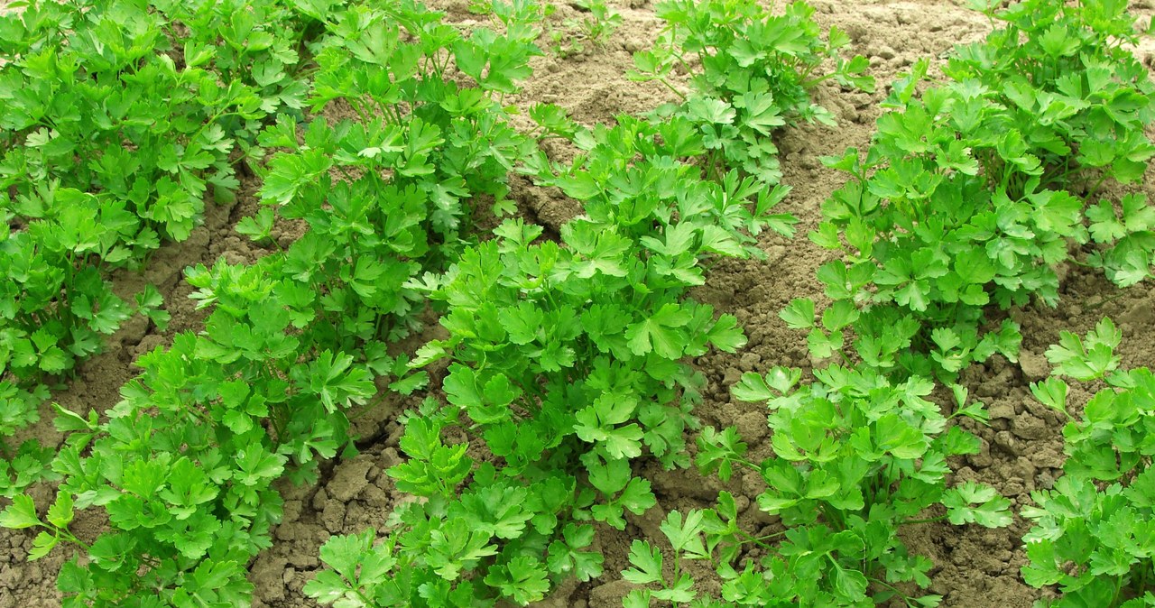 The parsley sowing time is approaching. Do not sleep this term